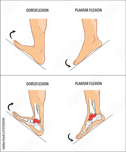 Plantar flexion dorsiflexion anatomical terms vector image
