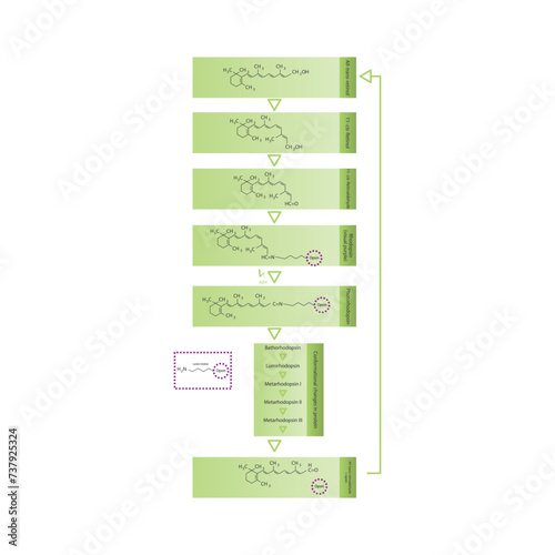 15-Z-Lycopene skeletal structure diagram.Caratenoid compound molecule scientific illustration on white background.