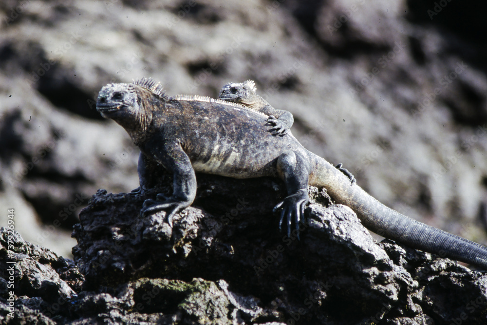 Iguanas are native to warm, tropical areas with lush forest and vegetation. Both species inhabit rainforest, and are considered arboreal species. Iguanas are native to warm, tropical areas with lush forest and vegetation. Both species inhabit rainforest, and are considered arboreal species.