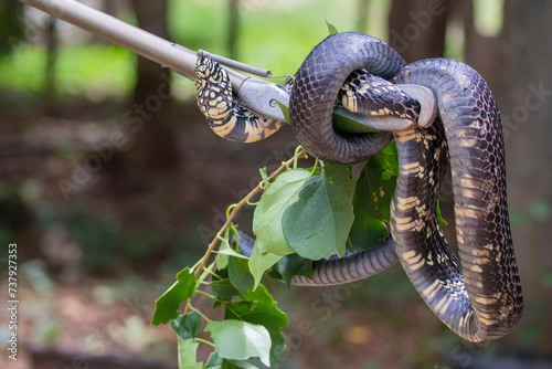 Brazilian Wildlife is very beautiful have many species with colorful variables. Are apes, lizards, mammals, felins, caimans, cats, bats, crabs, spiders, snakes and many others. photo