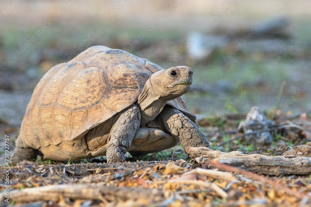 Obraz premium The leopard tortoise (Stigmochelys pardalis), Namibia, Africa