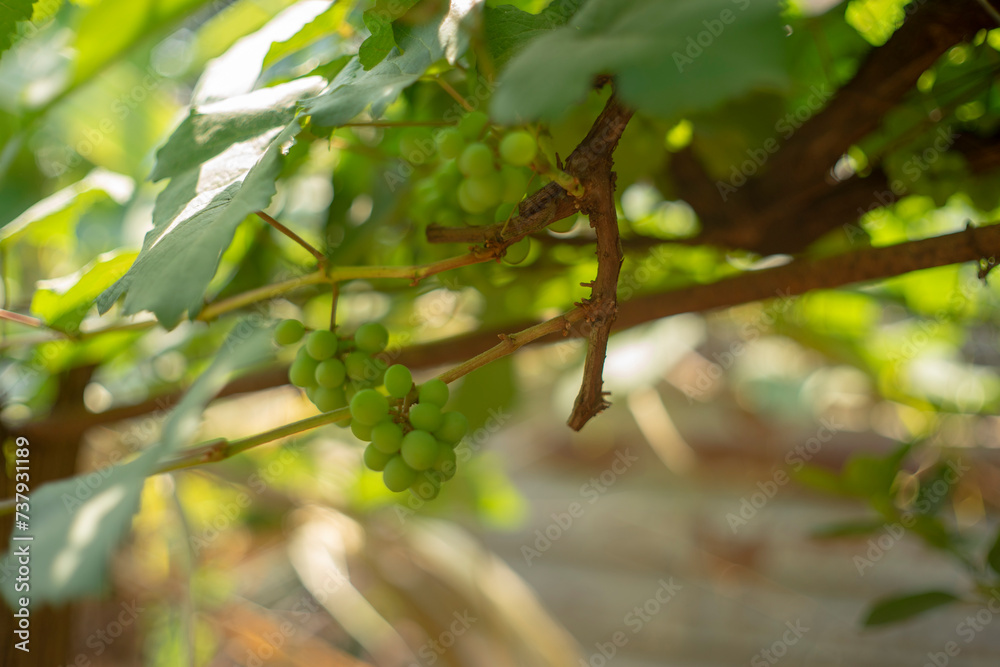 Grape seed extracts can help fight aging, reduce cardiovascular diseases, inhibit cancer cells, reduce allergy symptoms and eye strain as well as help prevent some skin diseases. Grape seed extracts can help fight aging, reduce cardiovascular diseases, inhibit cancer cells, reduce allergy symptoms and eye strain as well as help prevent some skin diseases.