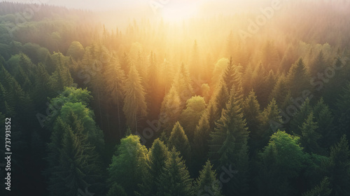Aerial view of a forest seen during sunrise  beautiful nature and trees