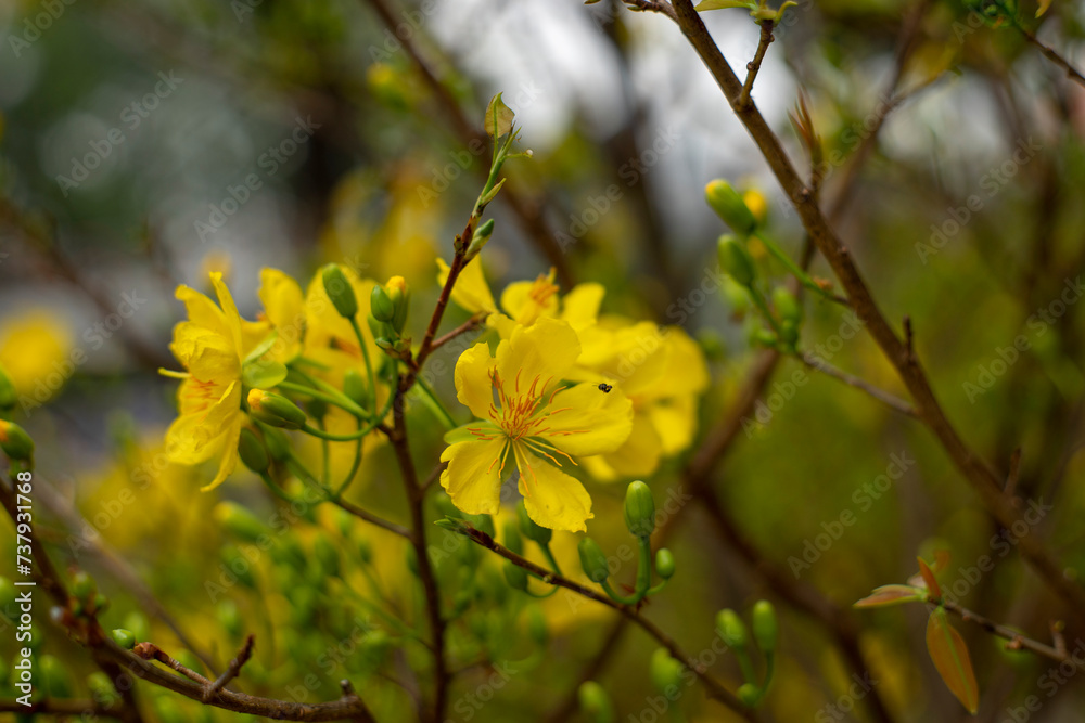 Blossom Ochna integerrima of peach with drops of vietnam.popularly called yellow mai flower Blossom Ochna integerrima of peach with drops of vietnam.popularly called yellow mai flower