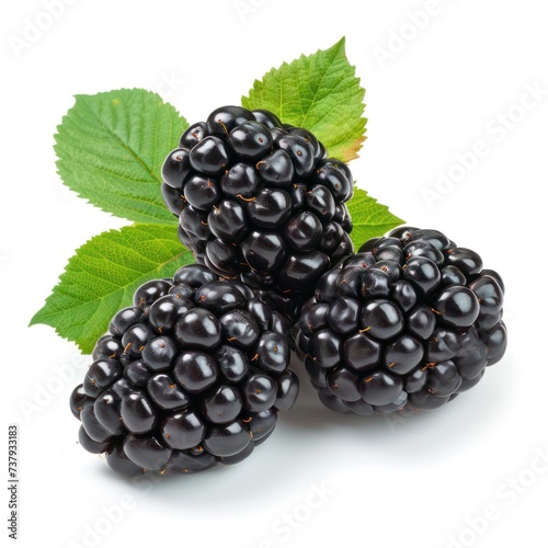 Blackberry Row Fresh Cutout Minimal isolated on white background, closeup. Realistic berry, icon, detailed.Summertime concept for package, grocery product advertising.