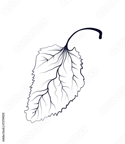 hand drawing of a birch tree leaf vector