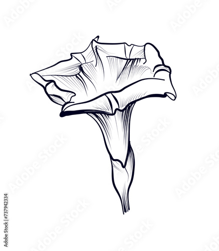 hand drawing of a bindweed flower vector photo