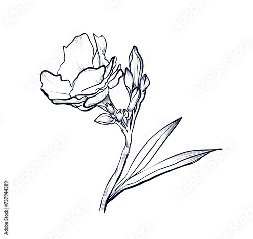 Hand-drawn oleander flower vector illustration photo