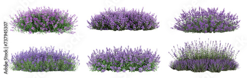 Set of Aromatic purple lavender bush in full bloom, cut out - stock png. photo