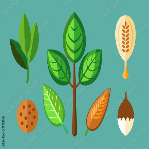 Anatomically accurate illustrations of various plant seeds vektor illustation