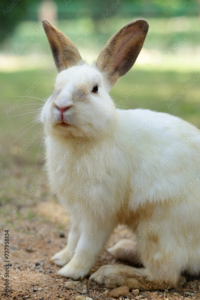 A white rabbit sits on the ground outdoors. Pet concept. Small mammals. easter bunny A white rabbit sits on the ground outdoors. Pet concept. Small mammals. easter bunny