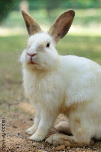 A white rabbit sits on the ground outdoors. Pet concept. Small mammals. easter bunny © SUPERMAO