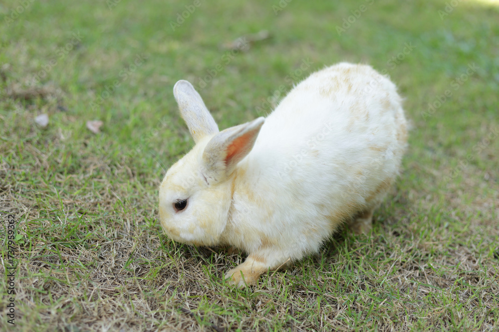 Cute white rabbit with long gray ears outdoors on the grass Eating grass with gusto. Animals that eat small mammals. Pets Cute white rabbit with long gray ears outdoors on the grass Eating grass with gusto. Animals that eat small mammals. Pets