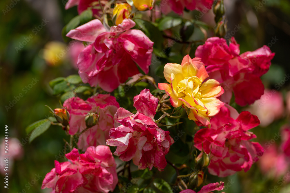 pink roses on a sunny day in the garden. Nature, summer, parks travel concept. pink roses on a sunny day in the garden. Nature, summer, parks travel concept.
