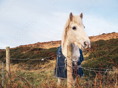 White horse in blue wormer jacket in a field behind metal wire fence. Hill and blue cloudy sky in the background. Animal care concept. photo