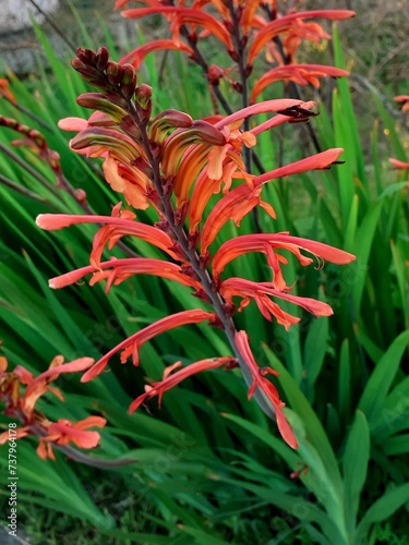 Bandiera africana, Chasmanthe floribunda, fiore in primo piano. photo