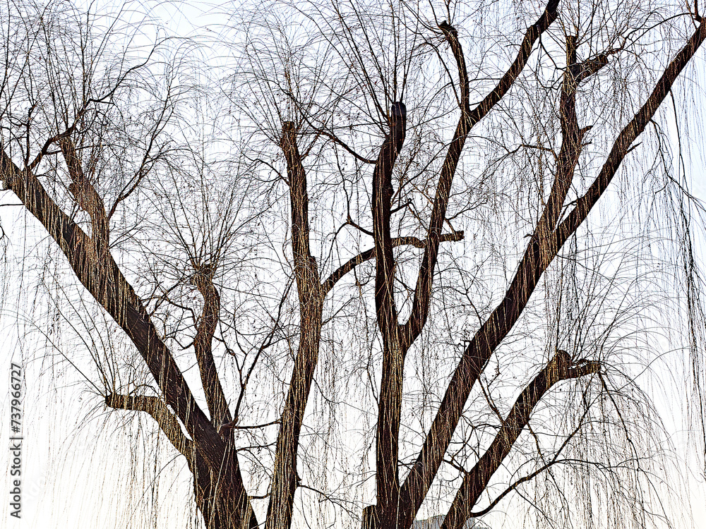Fototapeta premium Leafless Willow tree abstract