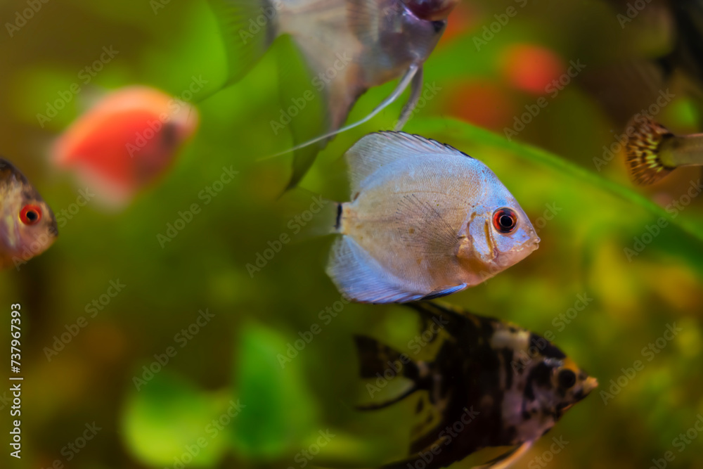 fish in aquarium. Young discus in aquarium, freshwater aquarium fish in aquarium. Young discus in aquarium, freshwater aquarium