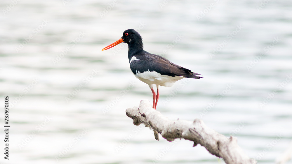 red billed stork red billed stork