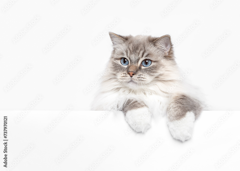 Grey tabby Ragdoll cat peeking with paws isolated on white studio background copy space looking left close up 