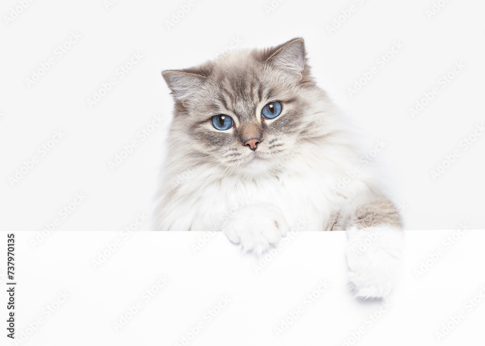 Blue Ragdoll cat peeking with paws isolated on white studio background copy space