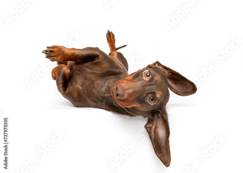 Dachsund dog lying on side isolated on white studio background copy space