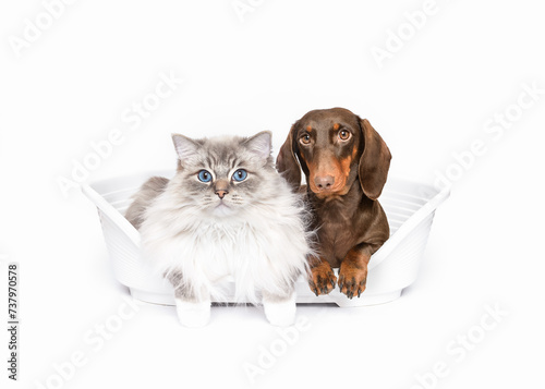 Dachshund dog and cat best friends lying in dog bed together isolated on white studio background copy space