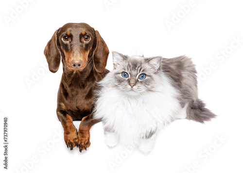 Canvas Print Dachsund dog and cat unusual friendship lying isolated on white studio backgroun