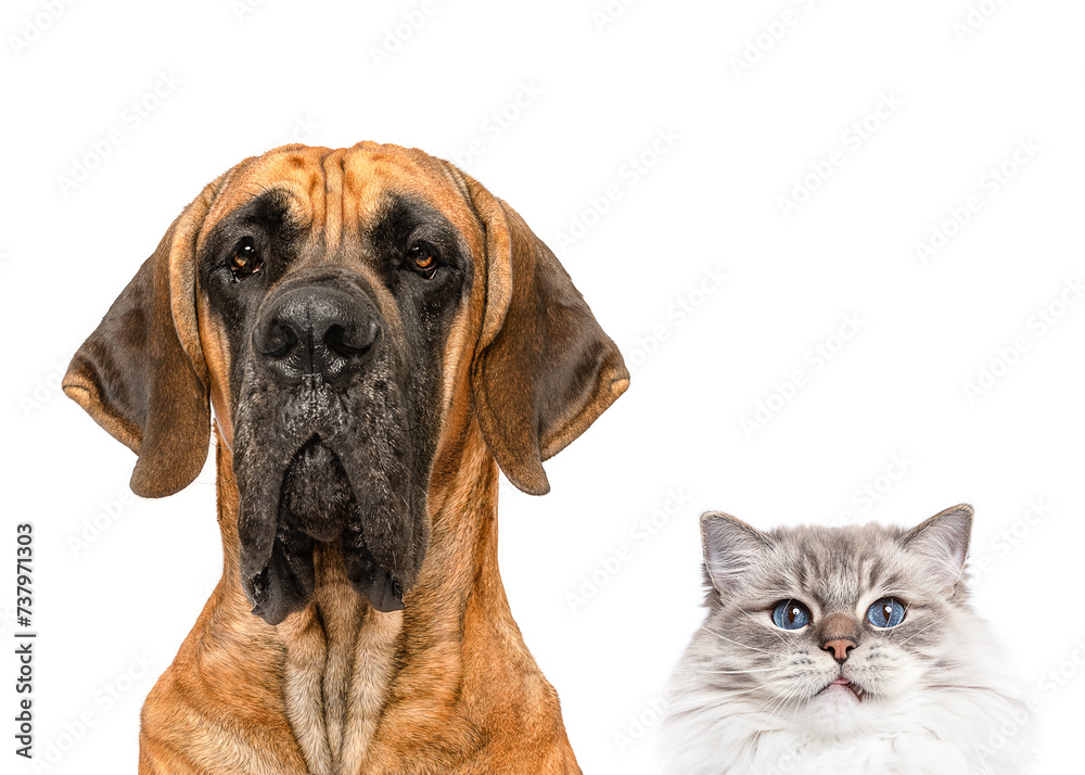 Group of Fawn Great Dane dog and cat close up portrait peeking isolated on white studio background copy space little and large unusual friendship