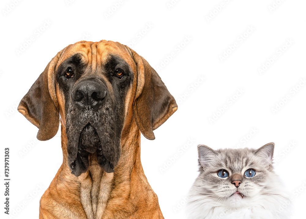 Obraz premium Group of Fawn Great Dane dog and cat close up portrait peeking isolated on white studio background copy space little and large unusual friendship