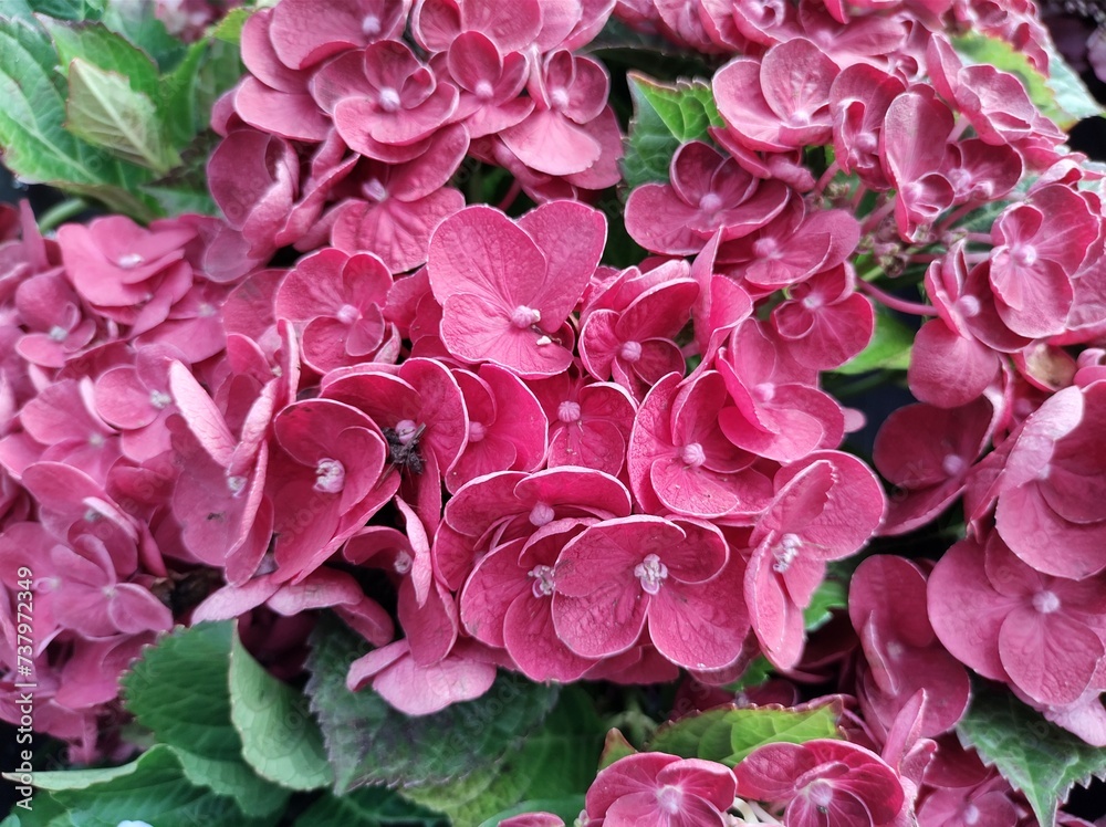 Hydrangea macrophylla 'Ningbo Red' Hydrangea macrophylla 'Ningbo Red'