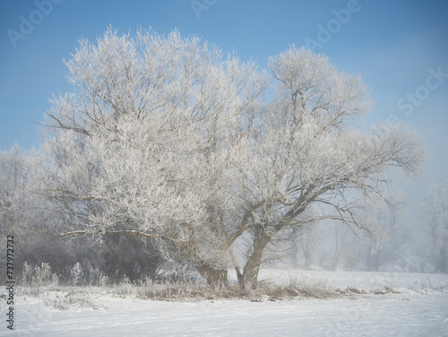 Medium shot of a beautiful frozen tree in the middle of a snowy field in winter morning.