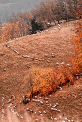 Herd of sheep grazing on the hill in a cold morning  photo