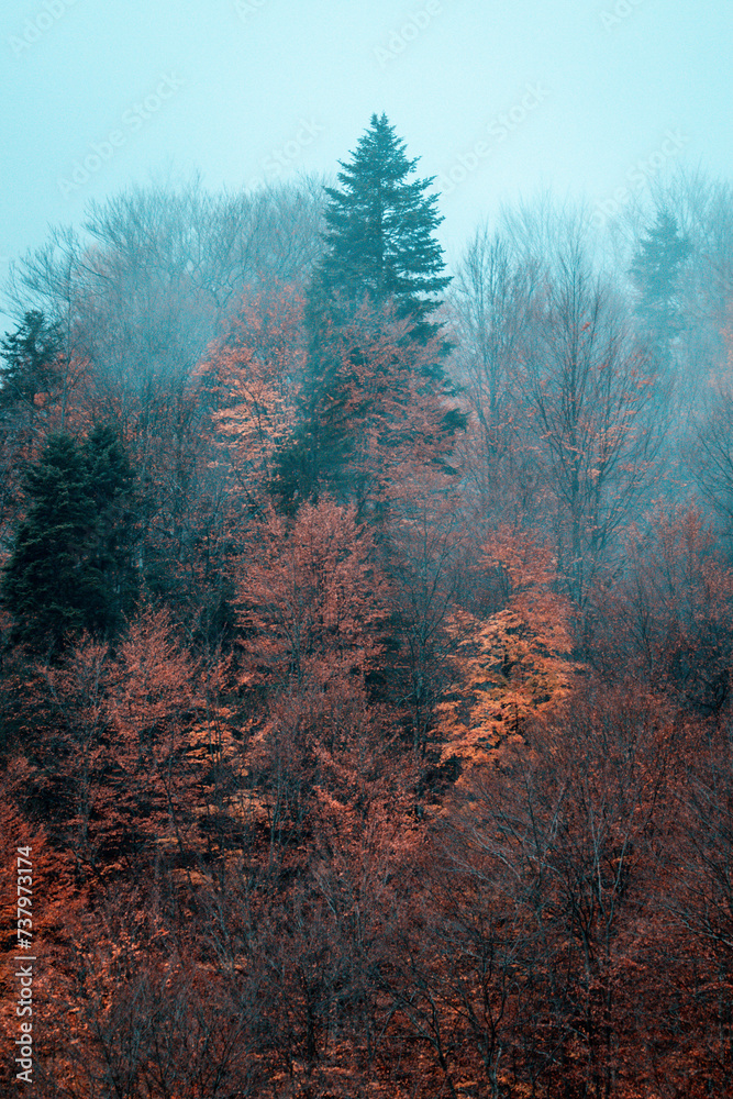 Beautiful landscape with trees, rock and fog during late autumn Beautiful landscape with trees, rock and fog during late autumn