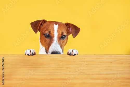 Jack Russell terrier dog eat meal from a table. Funny Hungry dog portrait with tongue on Yellow background looking at the empty table