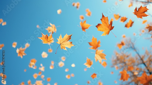 Super slow motion of falling autumn maple leaves