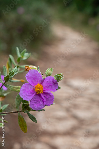 White rockrose, Cistus albidus, path of Cura, Mallorca, Balearic Islands, Spain photo