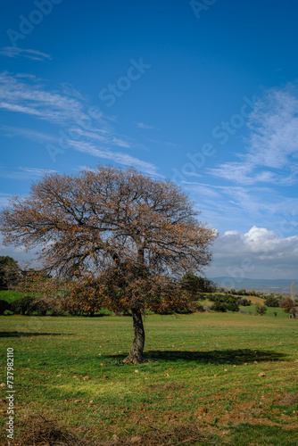 tree in the field big trees blue sky green grass olive trees in the horizon white clouds in autumn