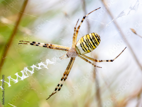 Argiope bruennichi