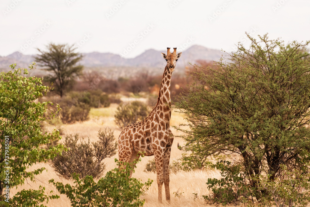Fototapeta premium Giraffe is outdoors in the wildlife in the Africa
