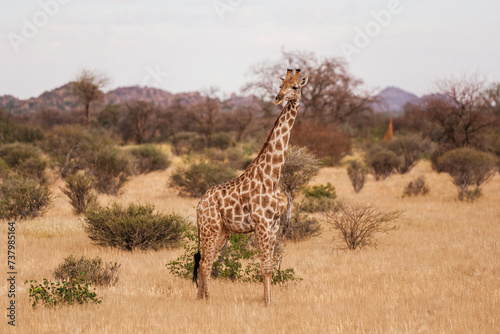 Giraffe is outdoors in the wildlife in the Africa