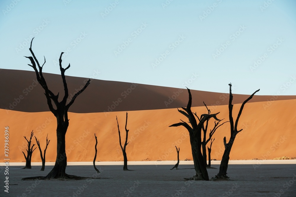 Black and dead trees. Sossusvlei, Famous sand dunes and dead trees in Deadvlei