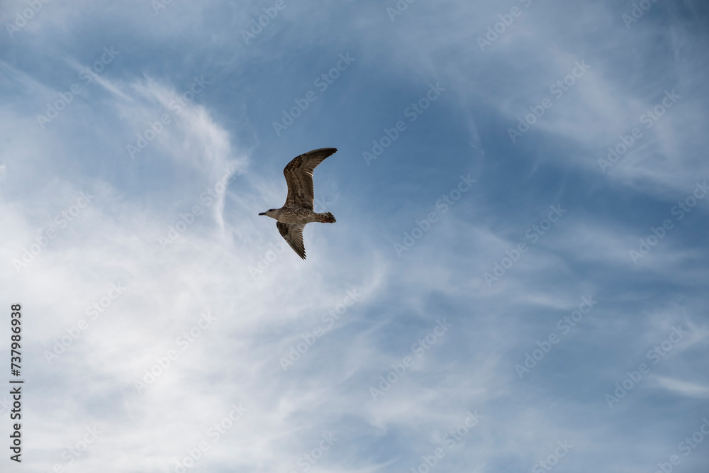 Seagull on blue background. European herring gull, Larus argentatus. Seagull flying in front of blue clouds. Seagull on blue background. European herring gull, Larus argentatus. Seagull flying in front of blue clouds.