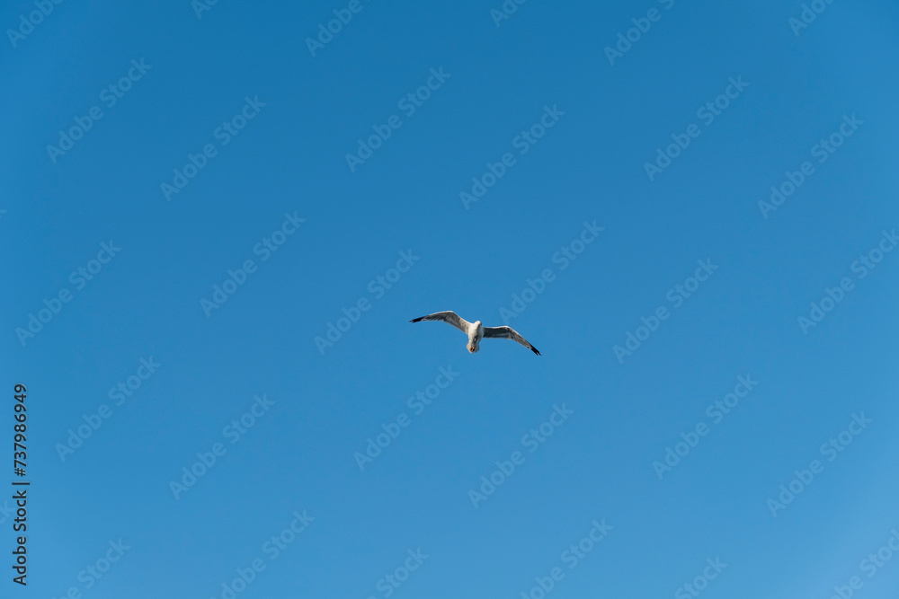 Seagull on blue background. European herring gull, Larus argentatus. Seagull flying in front of blue clouds.