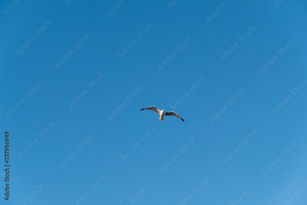 Seagull on blue background. European herring gull, Larus argentatus. Seagull flying in front of blue clouds. Seagull on blue background. European herring gull, Larus argentatus. Seagull flying in front of blue clouds.