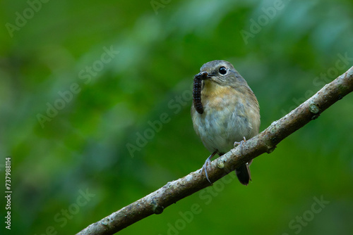 Female snowy-browed flycatcher ficedula hyperythra catching worm with its beak, natural bokeh background