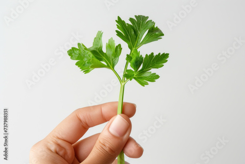 Hand holding fresh green organic celery leaf, vegetable and seasoning