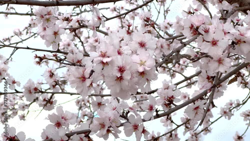 Branches of almond blossom moving with the gentle wind Branches of almond blossom moving with the gentle wind