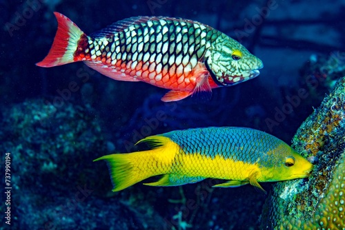Parrot fish, Stoplight, Bonaire