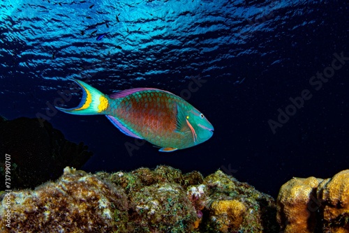 Parrot fish, Stoplight, Bonaire photo